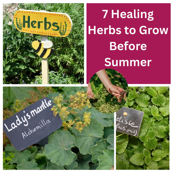 7 Healing Herbs to Grow Before Summer