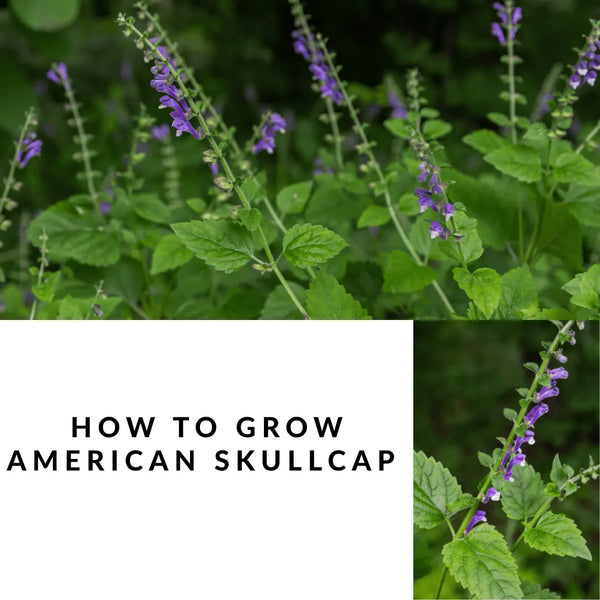 How to Grow American Skullcap: Complete UK Guide