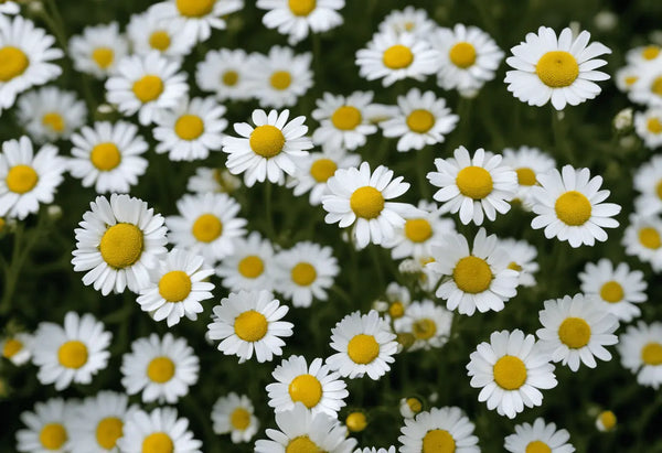How to Grow Chamomile: Complete UK Guide