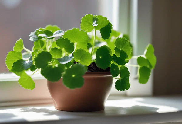 How to Grow Gotu Kola in the UK