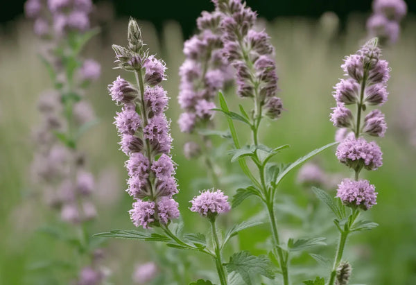 How to Grow Motherwort: Complete UK Guide