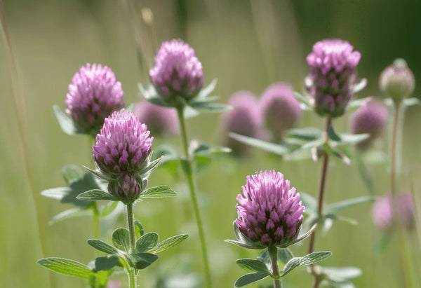 How to Grow Red Clover: Complete UK Guide