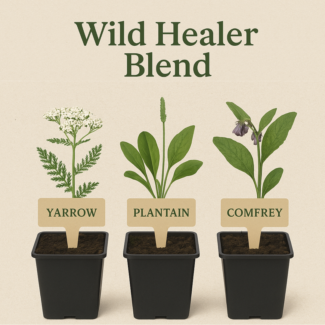 Wild Healer Herb Trio: Grow Nature’s First-Aid Kit at Home