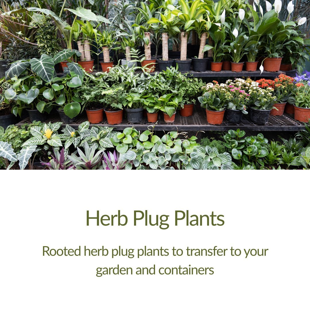 Plug Plants - Singles - The Healing Herb Garden