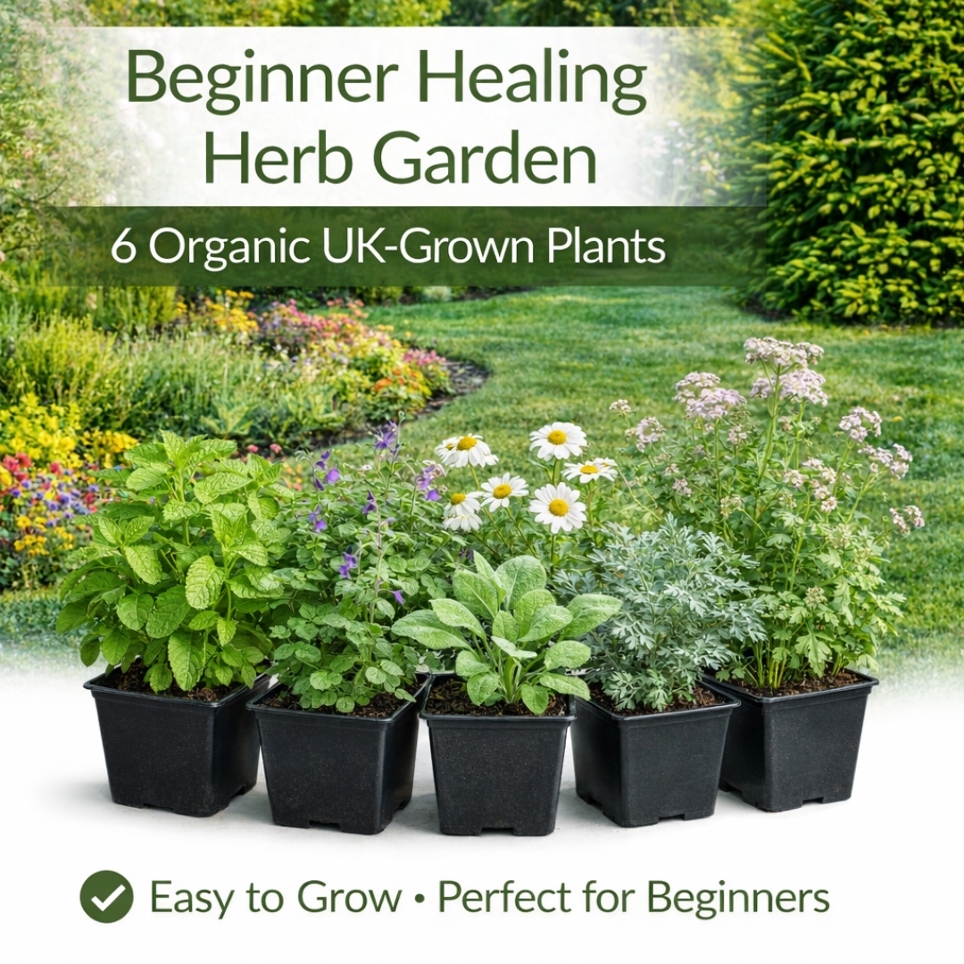Beginner Healing Herb Garden Kit