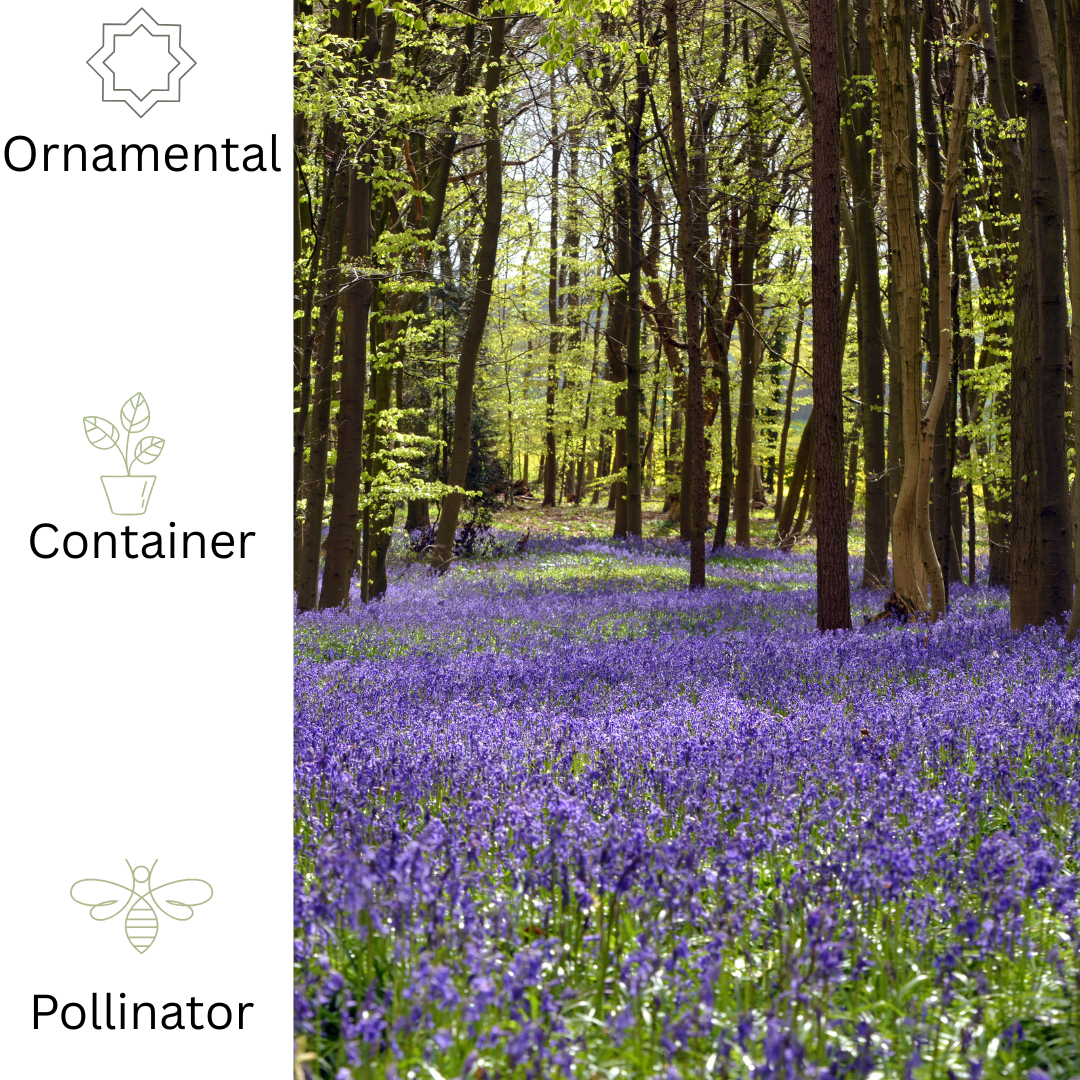 Bluebell – Hardy Woodland Spring Flower