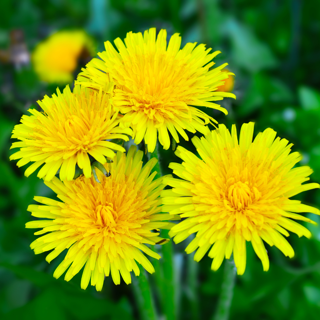 Dandelion – For Health & Pollinator-Friendly Sunshine