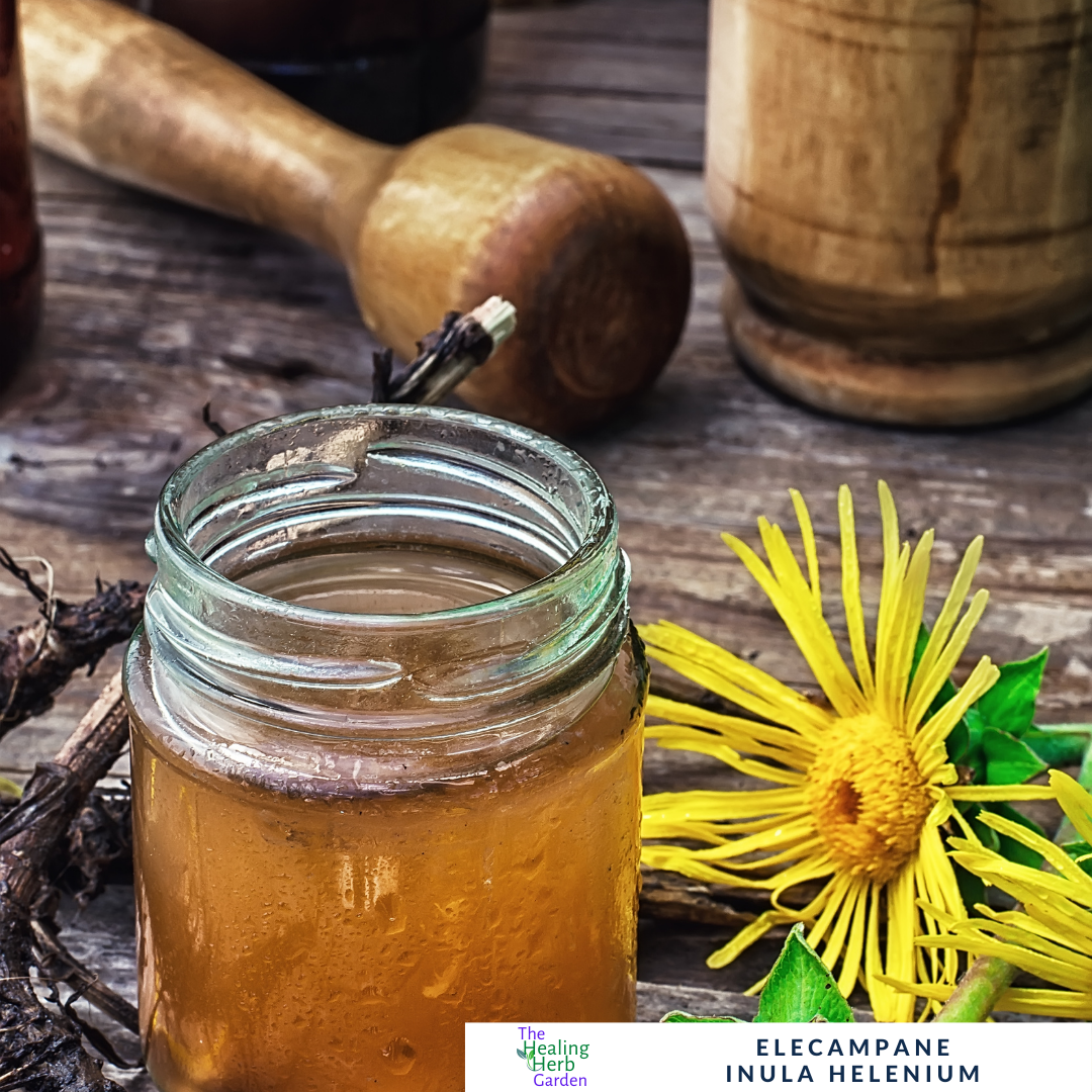 Elecampane – For Respiratory Health & Herbal Heritage