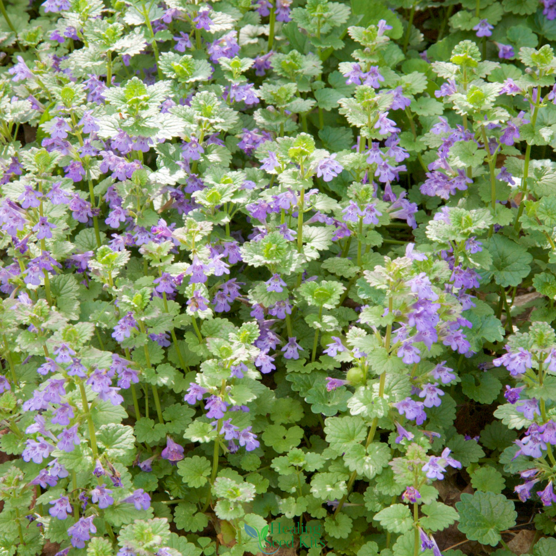 Ground Ivy medicinal herb plant with round green leaves used as natural ground cover in herb gardens
