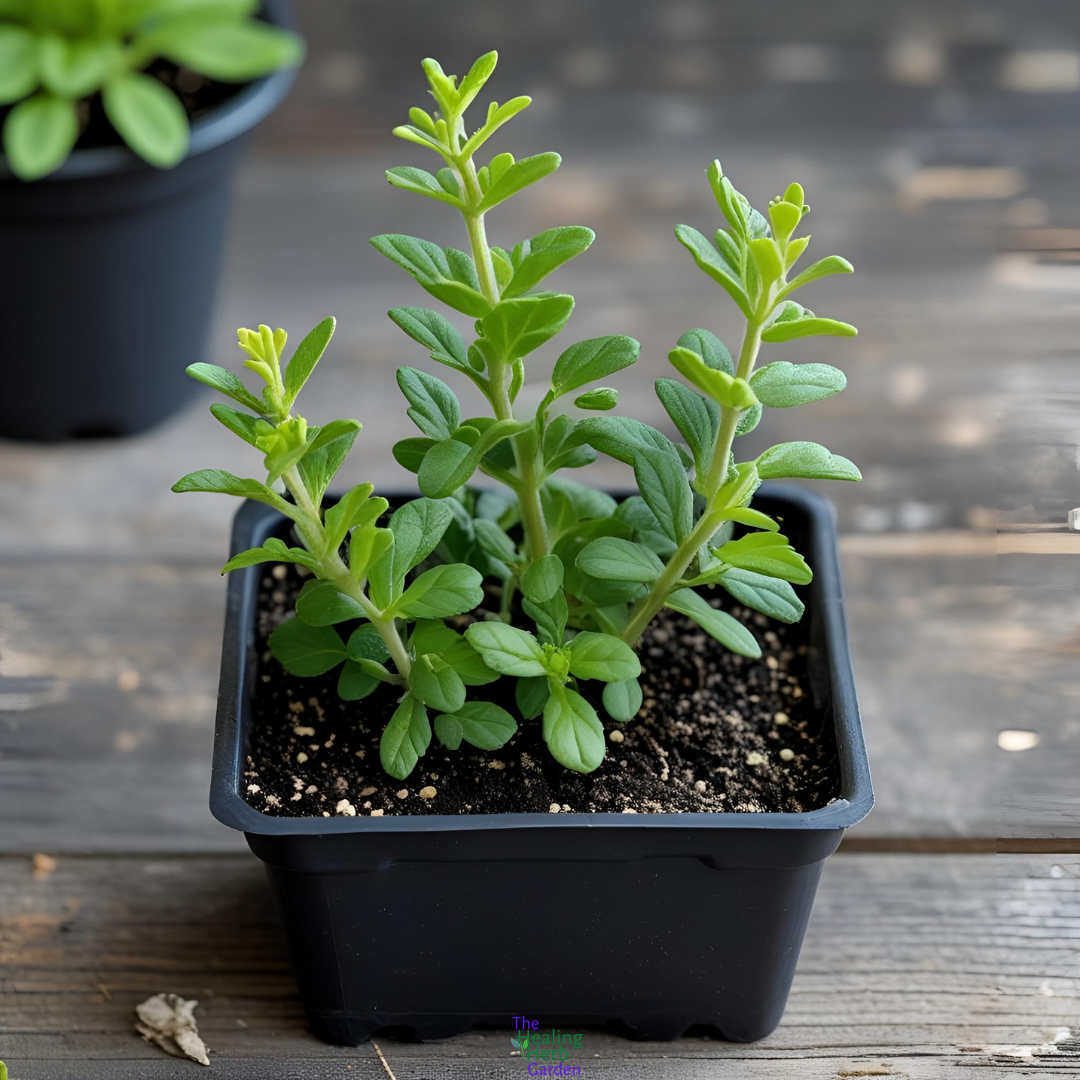 Lemon Balm – For Calming Teas & Stress Relief.