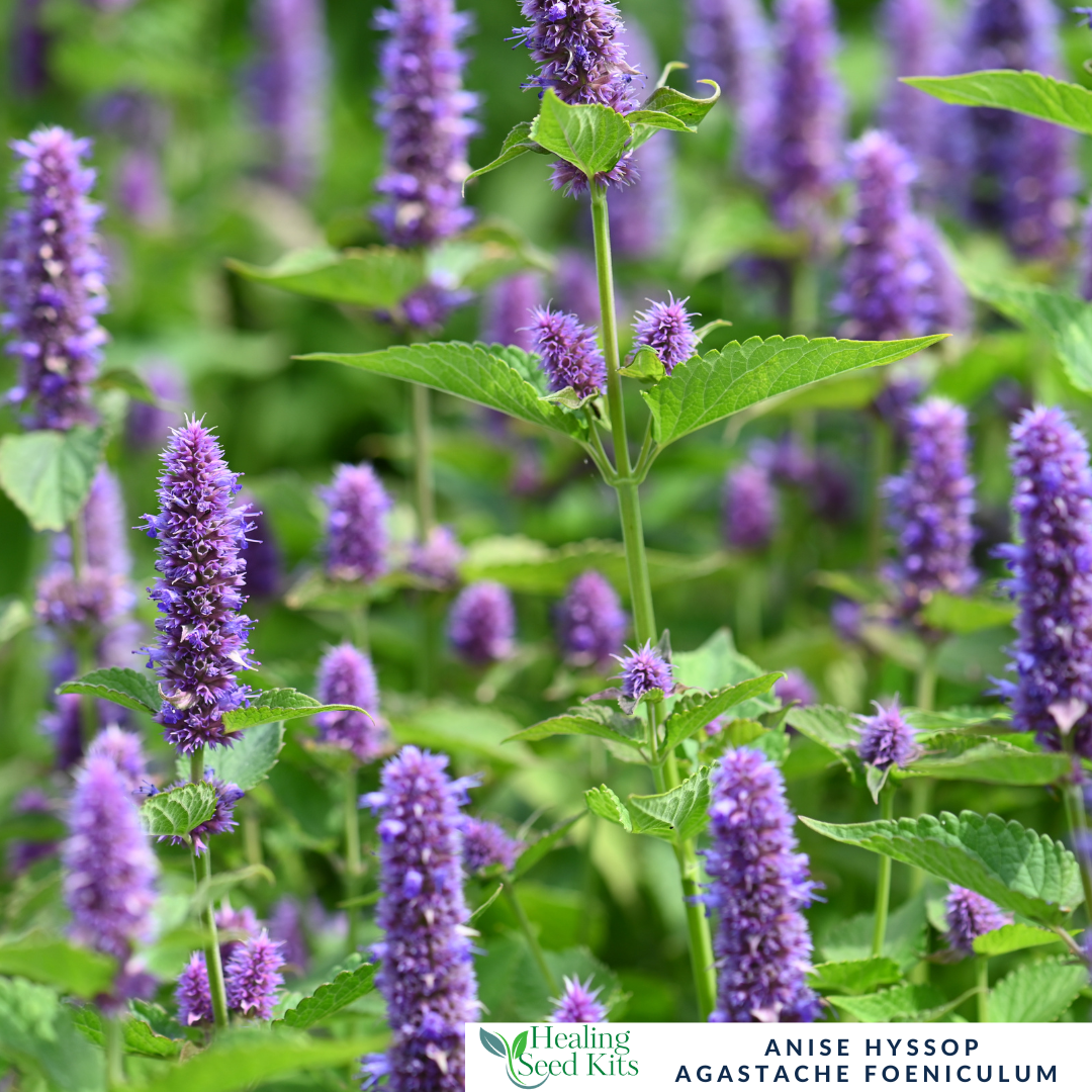 Hyssop - Anise – For Healing Teas & Aromatic Leaves