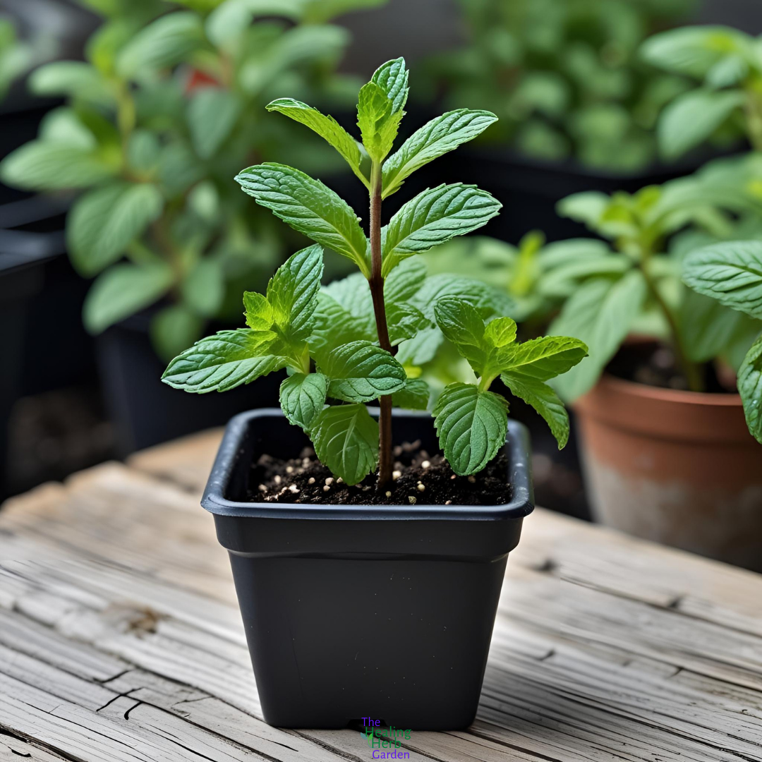 Mint - Apple For Fruity Teas & Fresh Summer Drinks