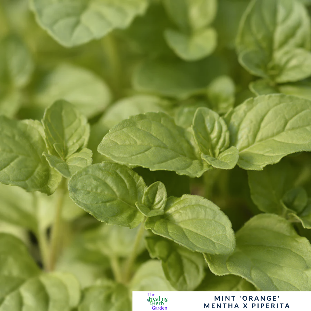 Mint - Orange Mint – For Citrus Teas & Summer Desserts