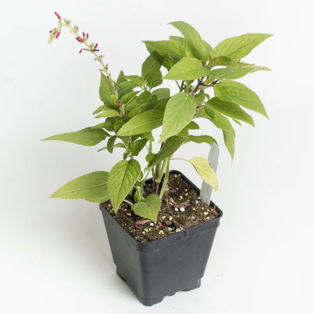 Pineapple Sage – For Fruity Teas & Hummingbird-Friendly Gardens