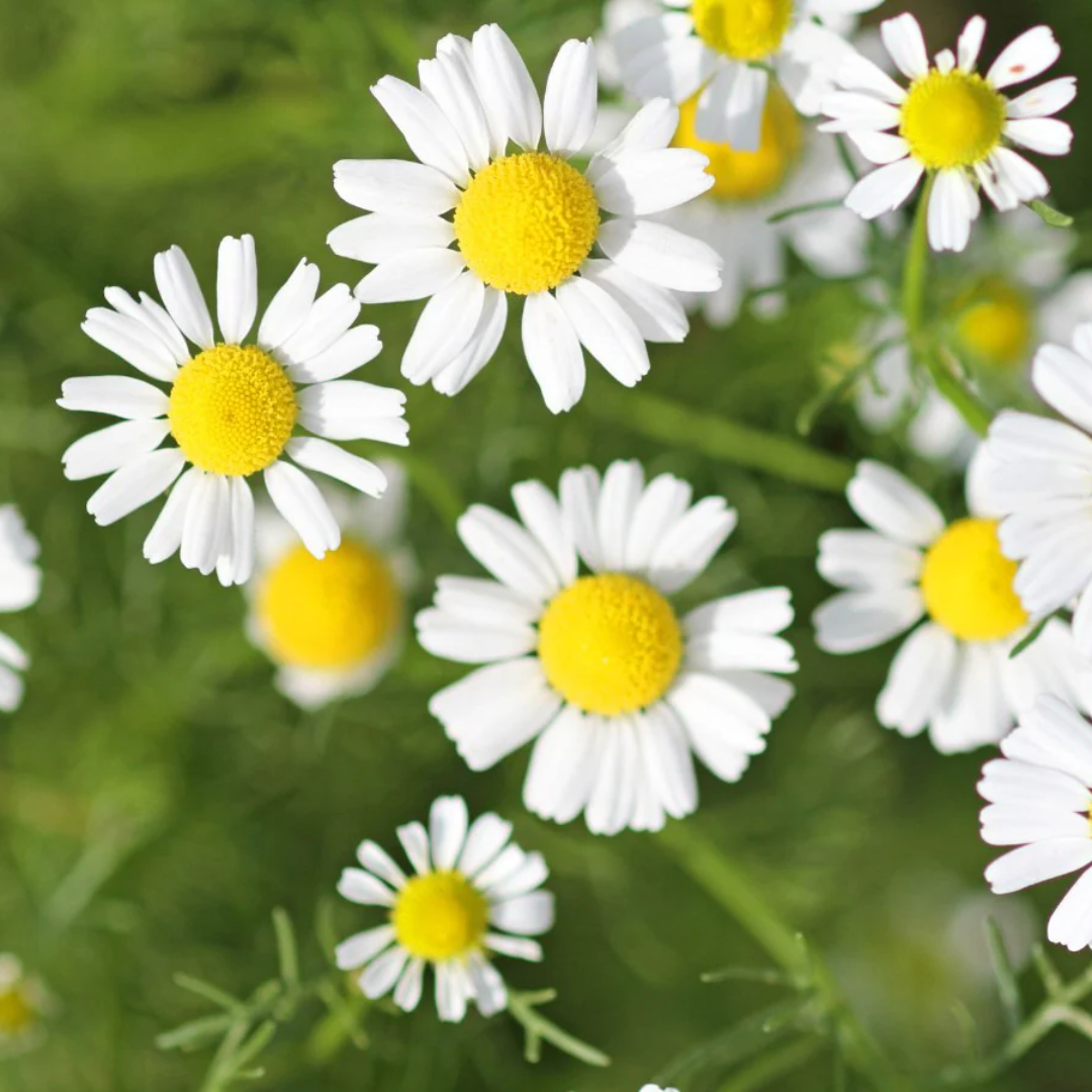 Roman Chamomile – For Calm & Fragrant Pollinator - Friendly Groundcover - The Healing Herb Garden
