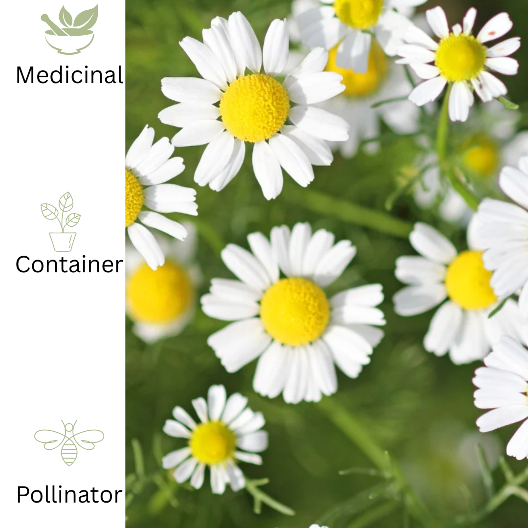 Roman Chamomile – For Calm & Fragrant Pollinator - Friendly Groundcover - The Healing Herb Garden