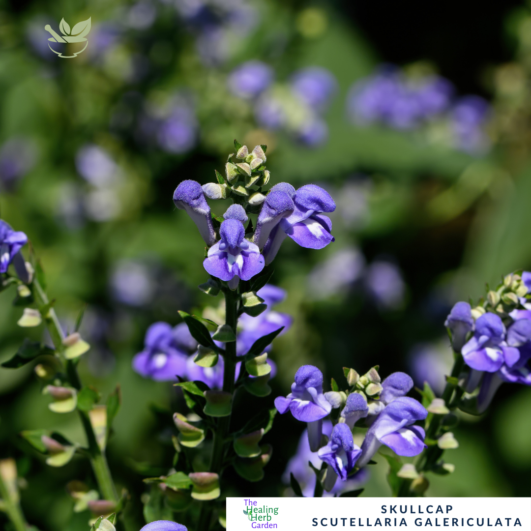 Marsh Skullcap-For Calming Herbal Remedies & Violet Blooms