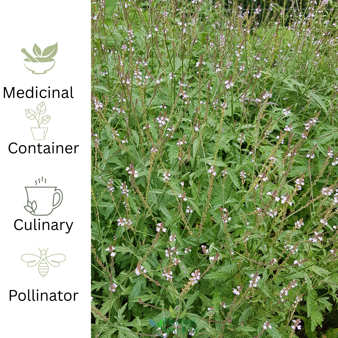 Herb with labeled uses for medicinal, container, culinary, and pollinator applications.