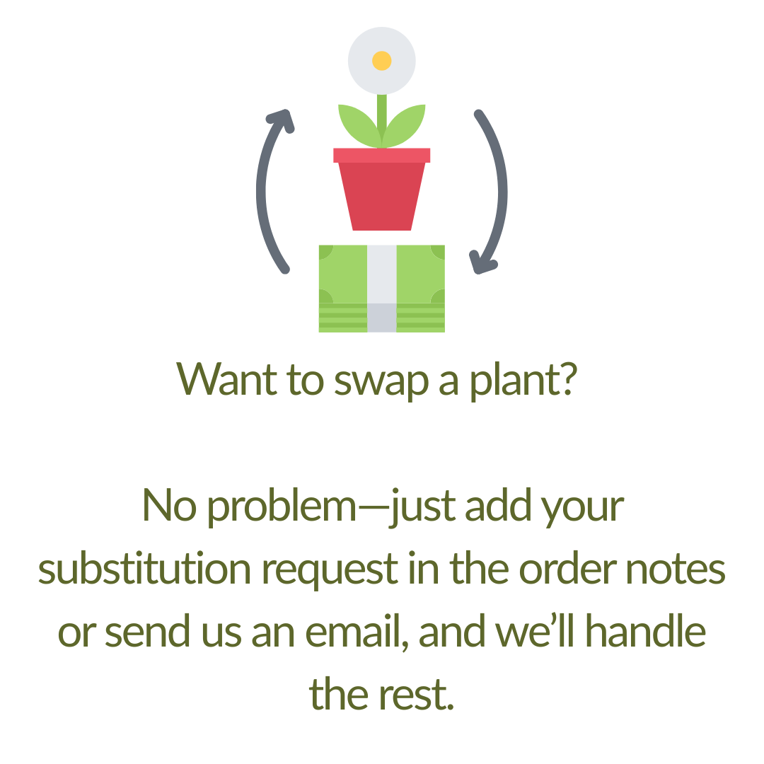 Herbal Tea Collection - Plant Kit