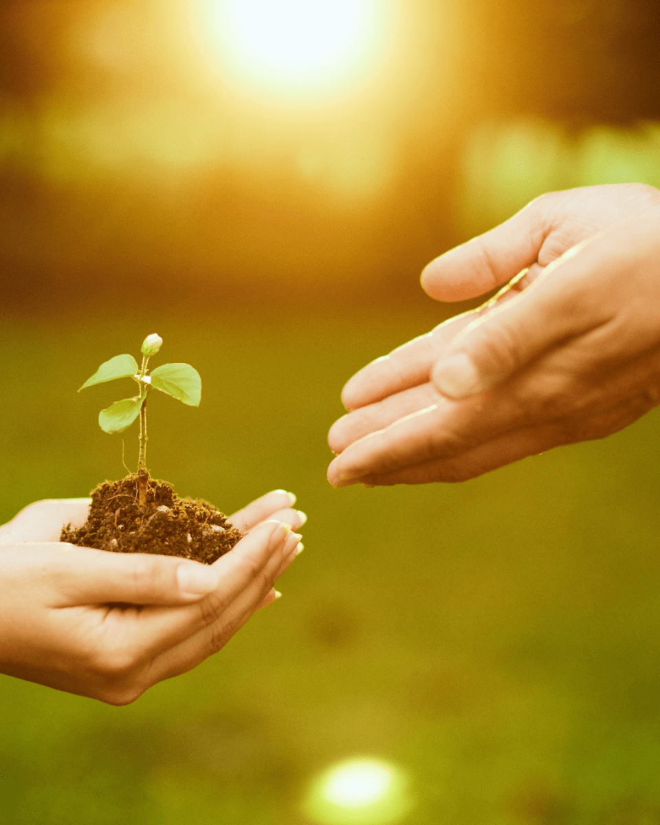 A Thoughtful Subscription Gift - The Healing Herb Garden