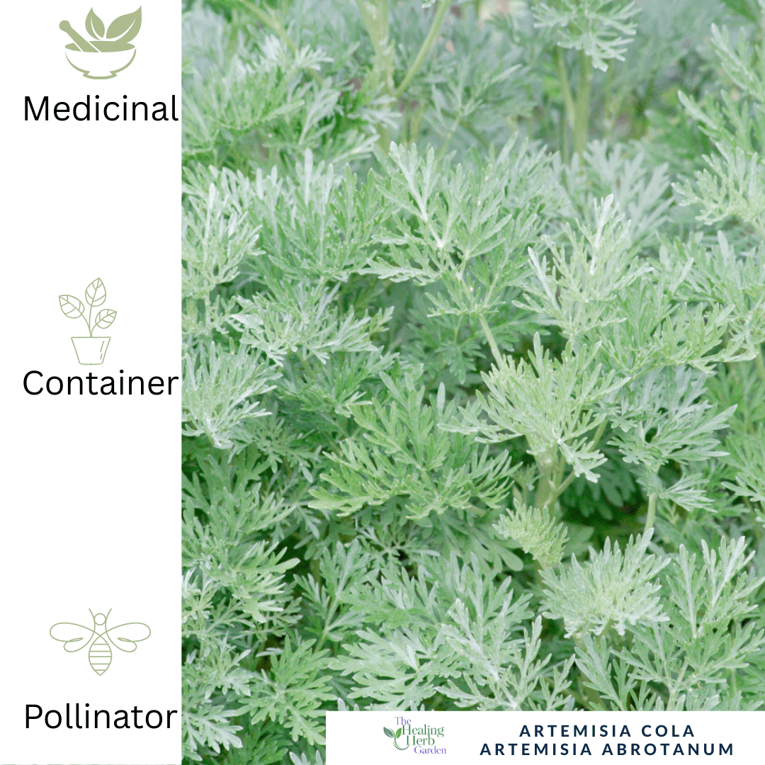 Artemisia Cola – For Digestive Support & Refreshing Garden Fragrance - The Healing Herb Garden