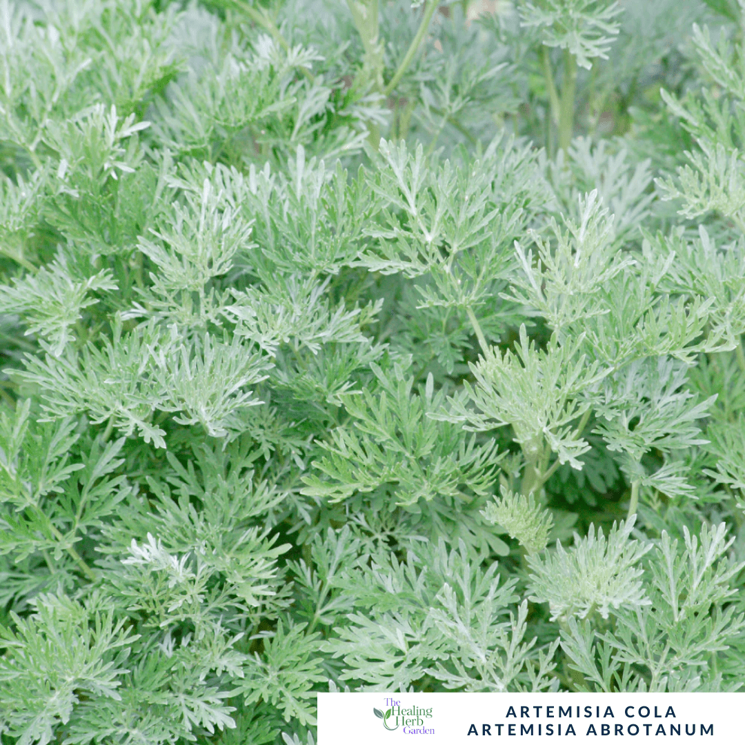 Artemisia Cola – For Digestive Support & Refreshing Garden Fragrance - The Healing Herb Garden