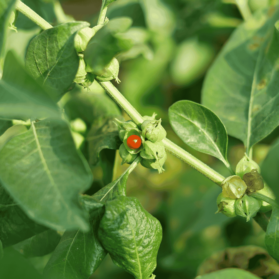 Ashwagandha – Adaptogenic Medicinal Herb Plant UK - The Healing Herb Garden