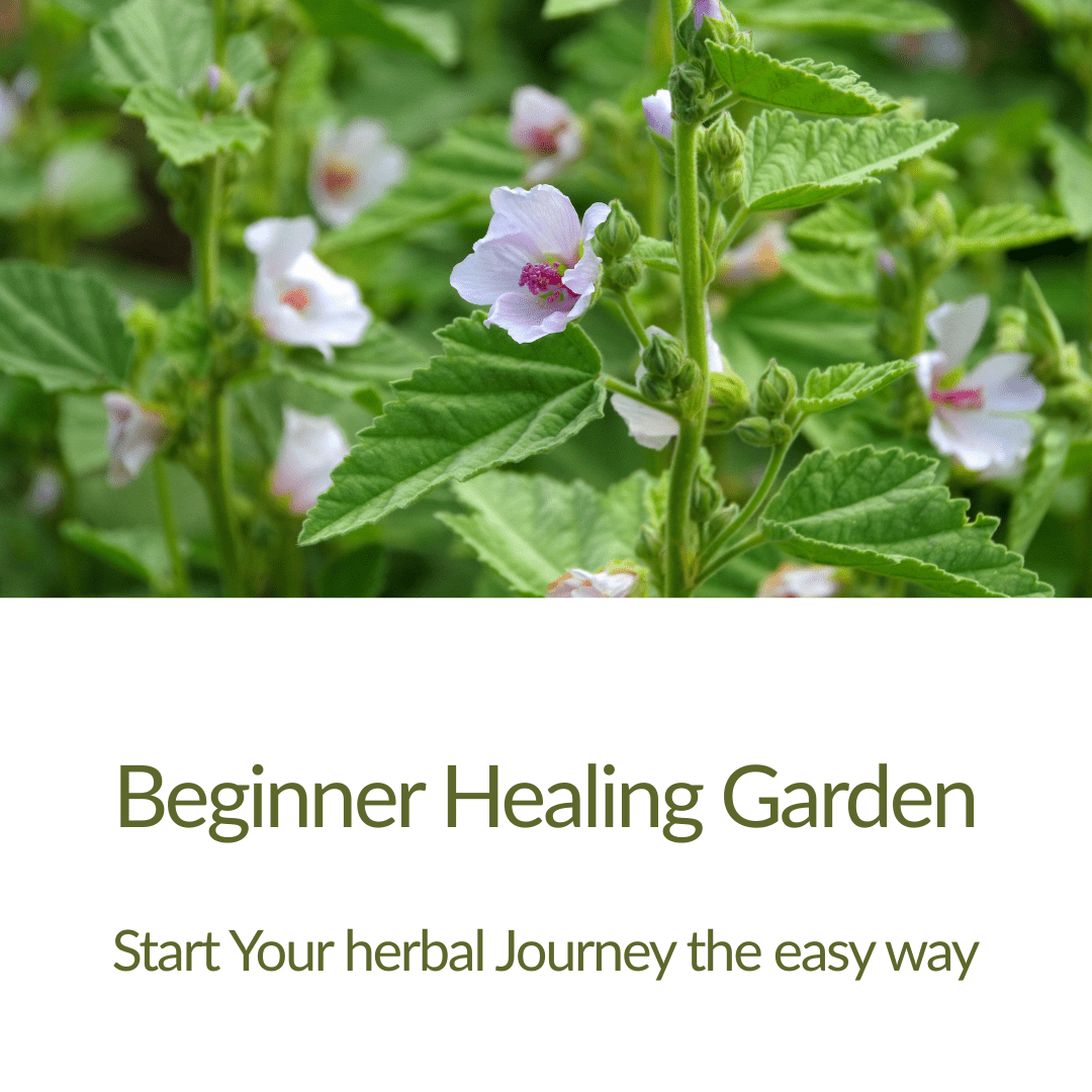 Beginner Healing Garden Plant Kit - The Healing Herb Garden