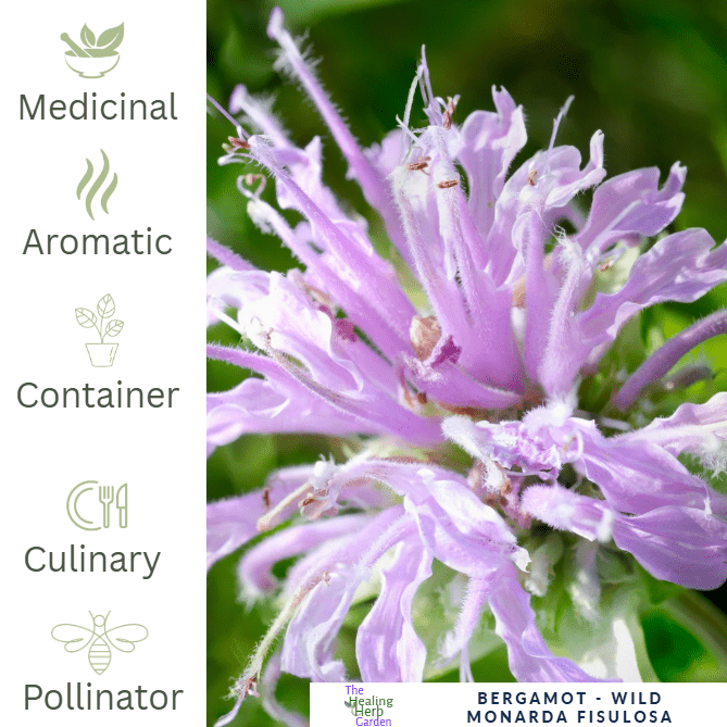 Bergamot – For Relaxation & Pollinator - Friendly Colour - The Healing Herb Garden