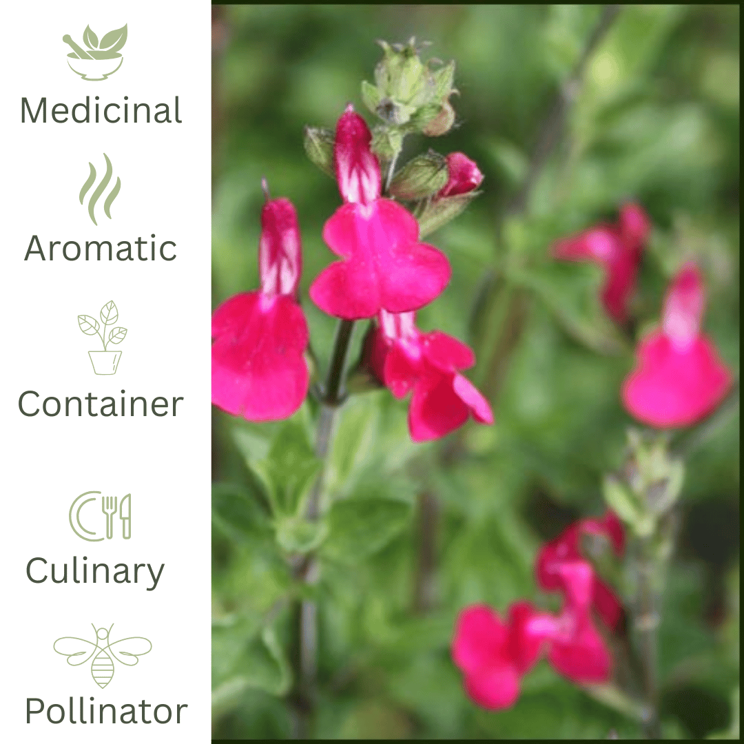 Blackcurrant Sage – Fragrant Blooms & Pollinator Colour - The Healing Herb Garden