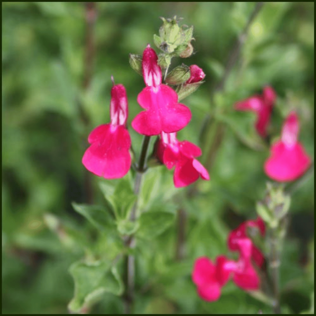 Blackcurrant Sage – Fragrant Blooms & Pollinator Colour - The Healing Herb Garden