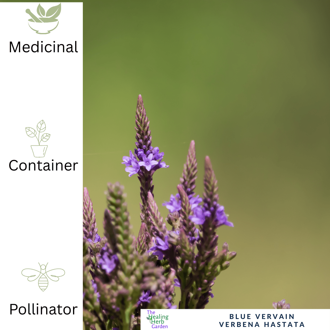 Blue Vervain – For Calm & Summer Colour - The Healing Herb Garden