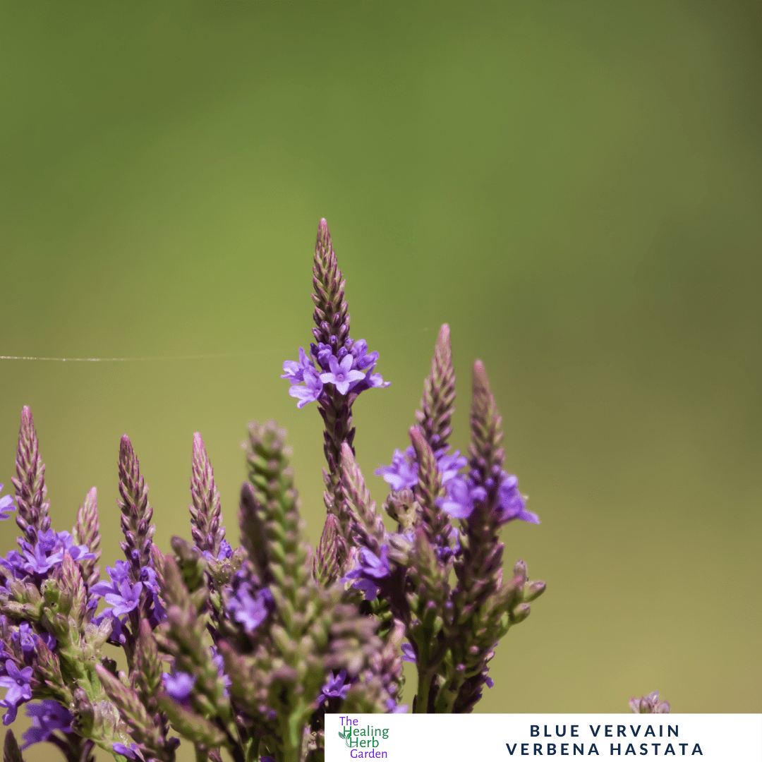 Blue Vervain – For Calm & Summer Colour - The Healing Herb Garden