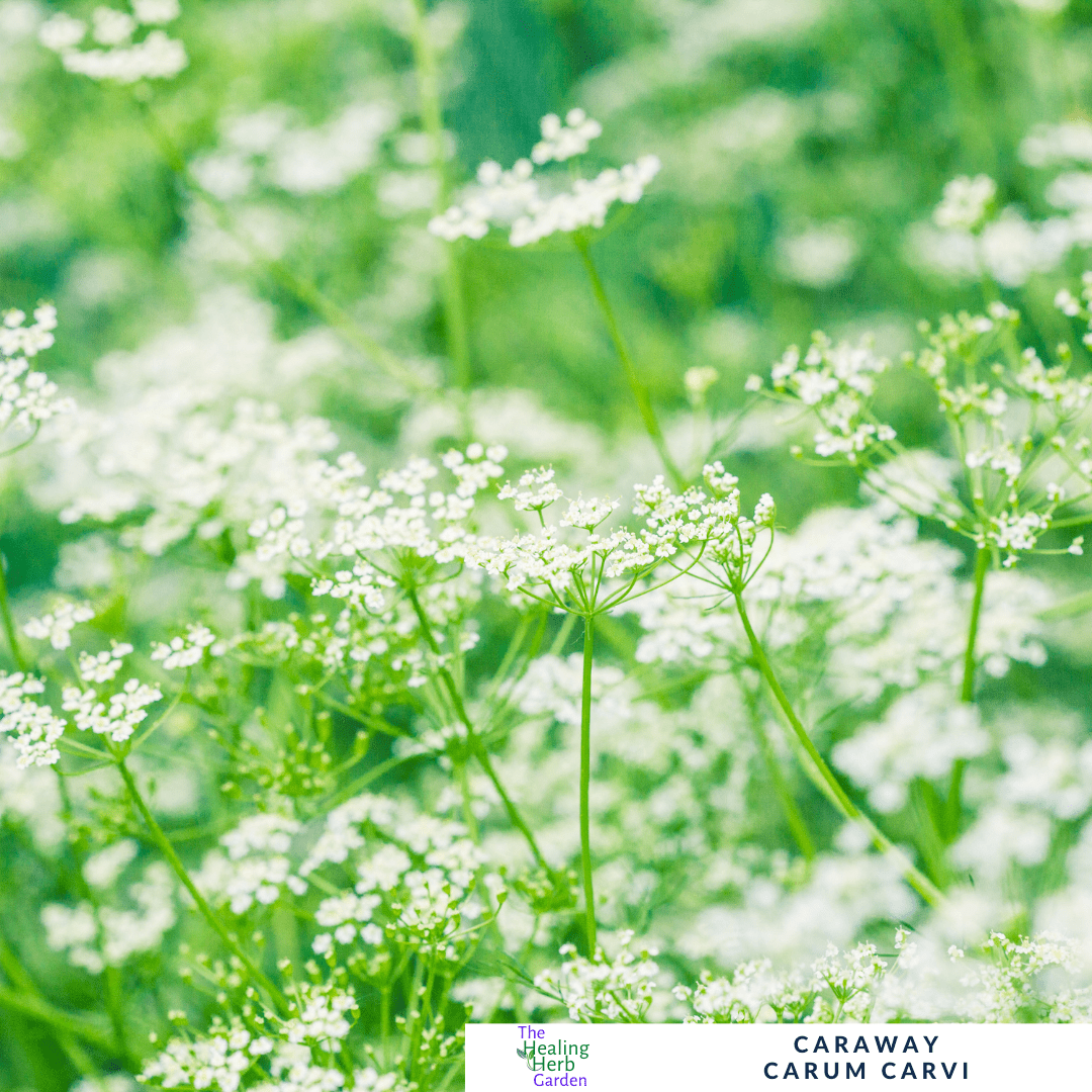Caraway – For Digestive Support & Culinary Tradition - The Healing Herb Garden