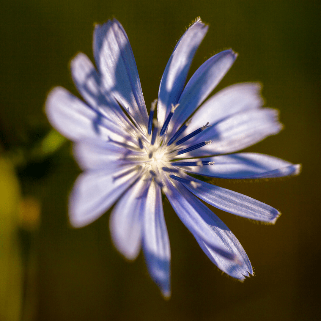 Chicory – For Versatile Sky - Blue Summer Colour - The Healing Herb Garden