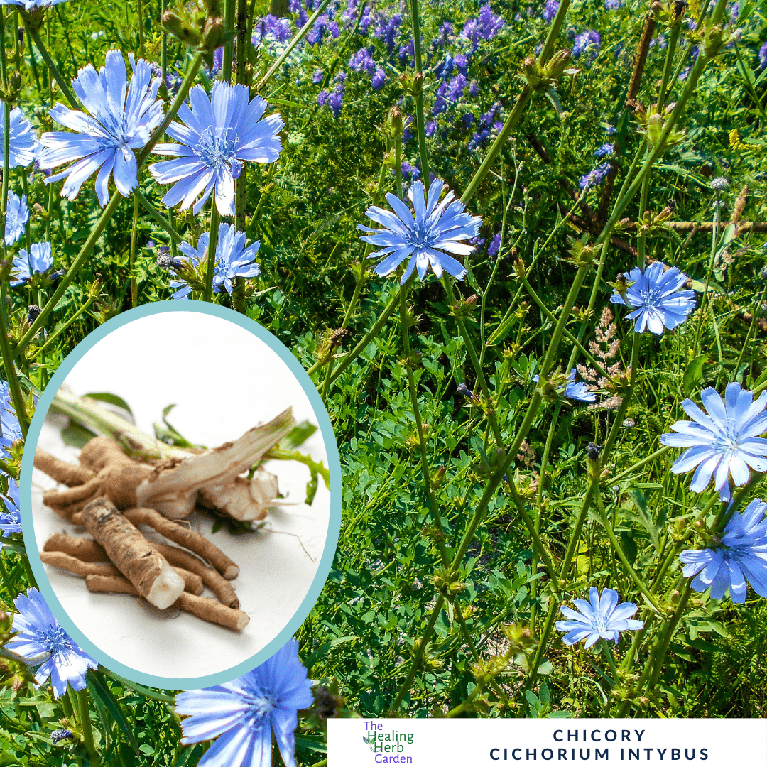 Chicory – For Versatile Sky - Blue Summer Colour - The Healing Herb Garden