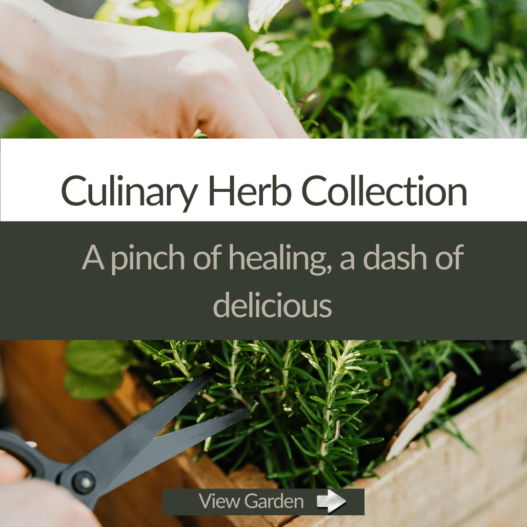 Culinary Herb Collection 6 - Plant Kit - The Healing Herb Garden