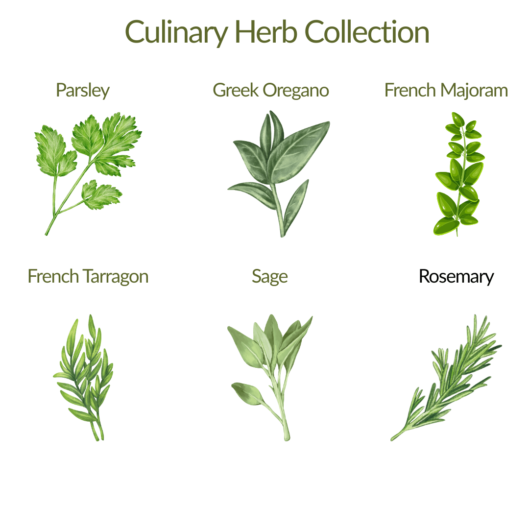 Culinary Herb Collection 6 - Plant Kit - The Healing Herb Garden