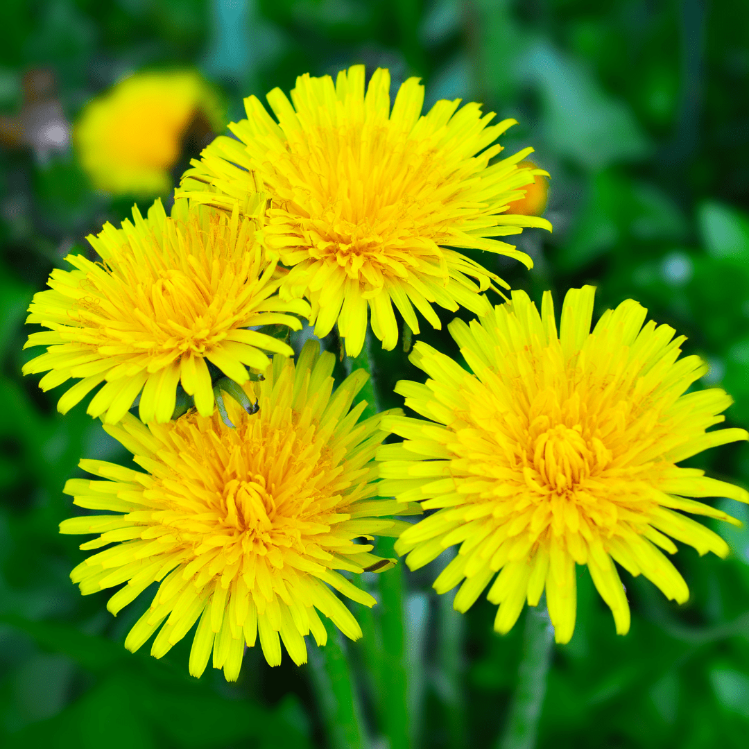Dandelion – For Health & Pollinator - Friendly Sunshine - The Healing Herb Garden