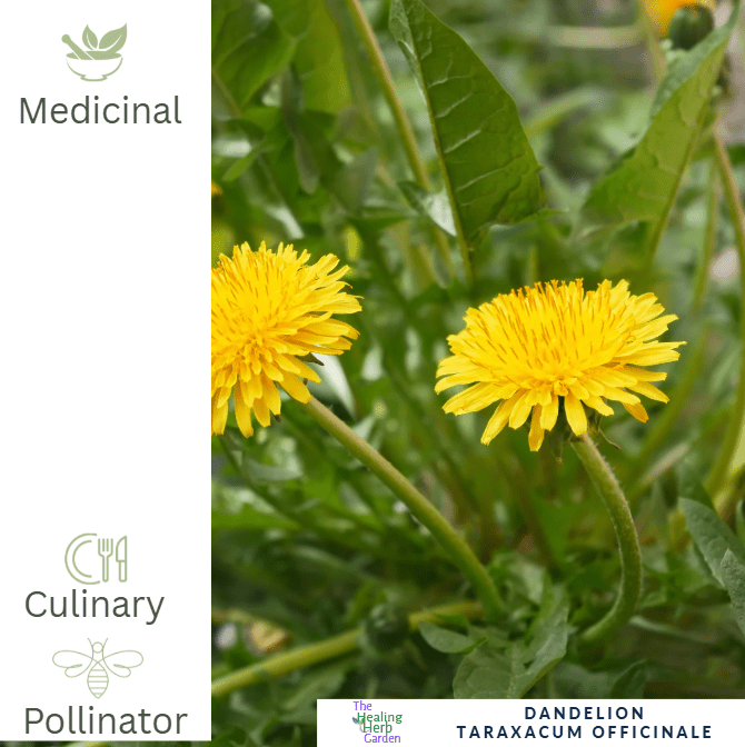 Dandelion – For Health & Pollinator - Friendly Sunshine - The Healing Herb Garden