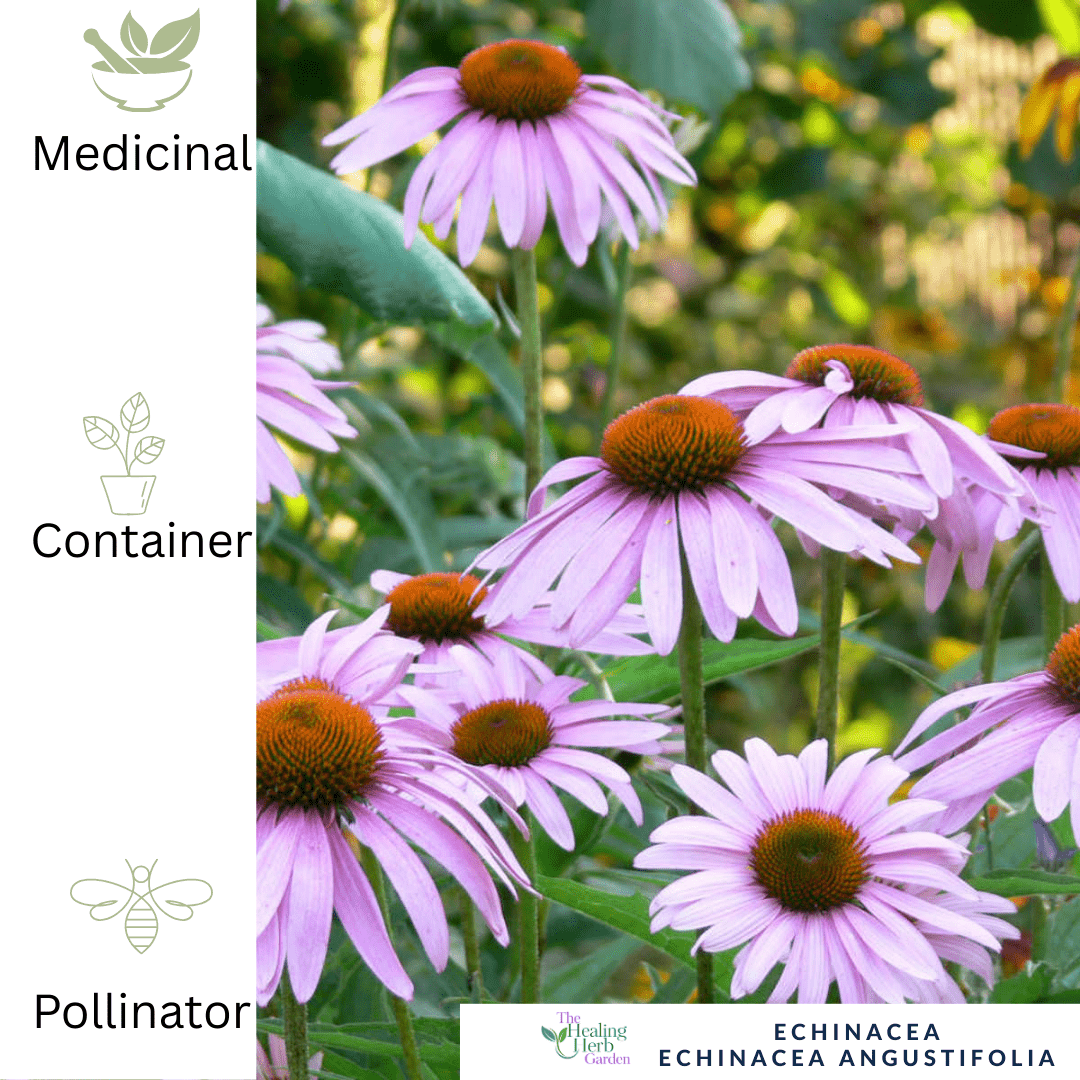 Echinacea – For Immunity & Pollinator - Friendly Summer Colour - The Healing Herb Garden