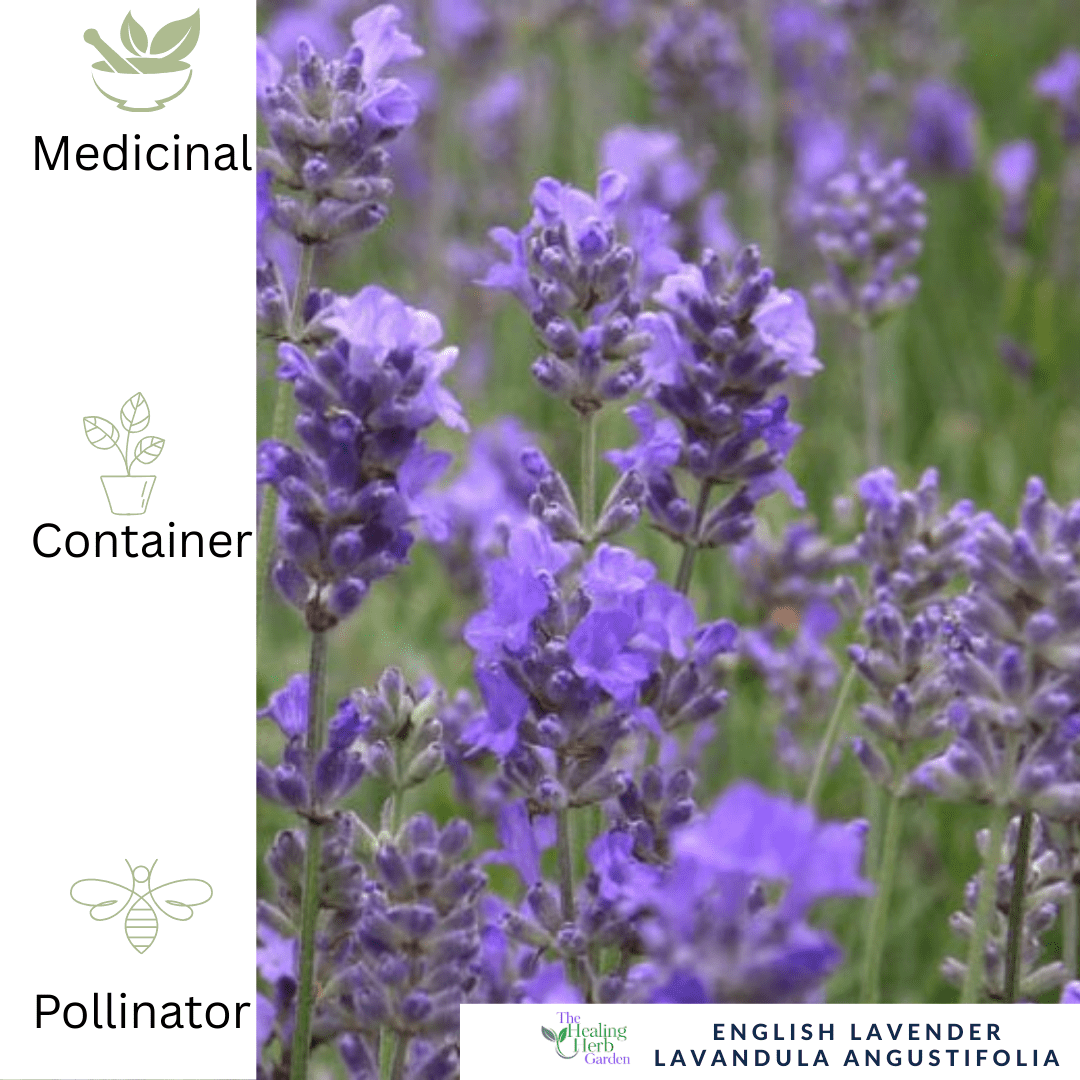 English Lavender – For Calm & Fragrant Pollinator - Friendly Borders - The Healing Herb Garden