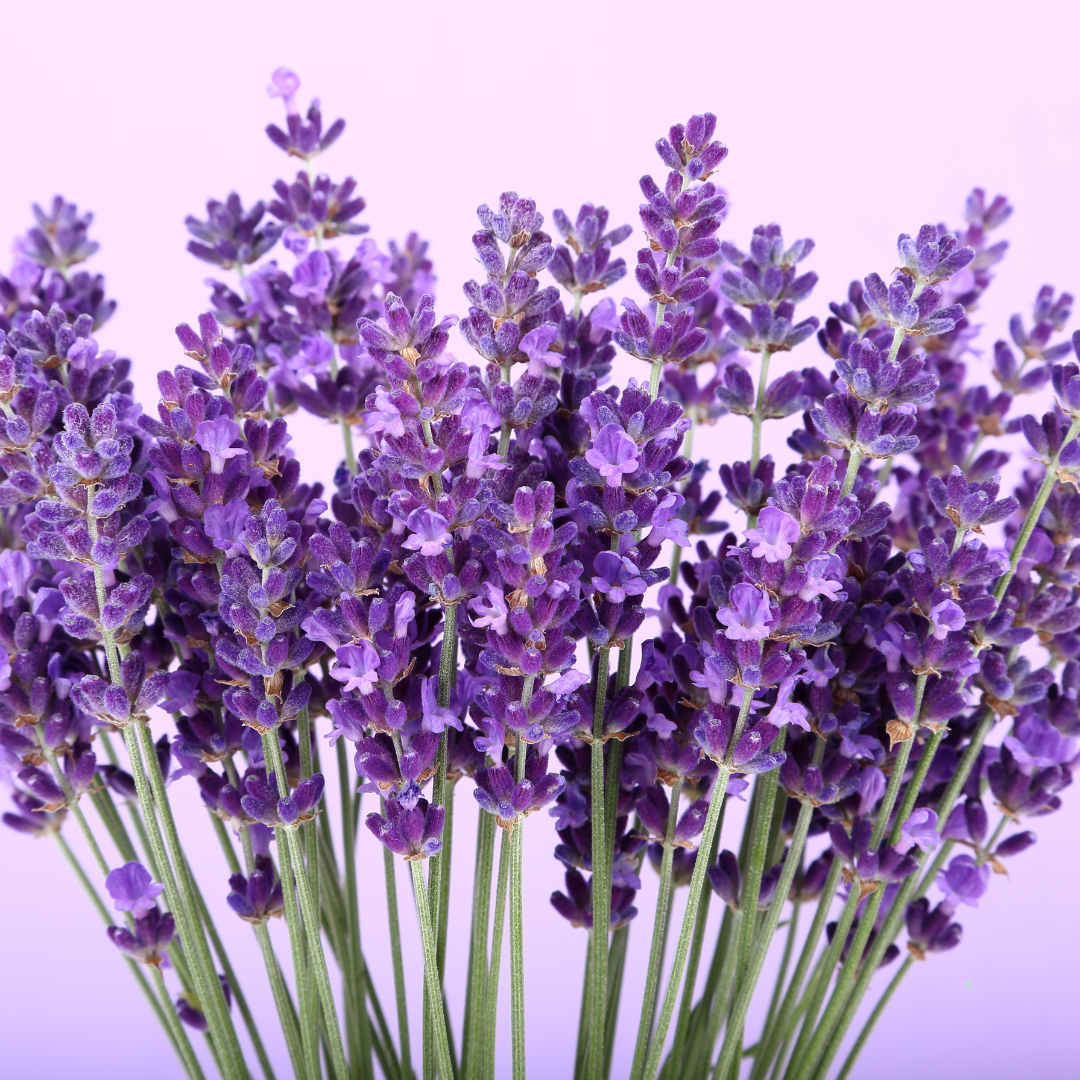 English Lavender – Traditional Aromatic Herb - The Healing Herb Garden
