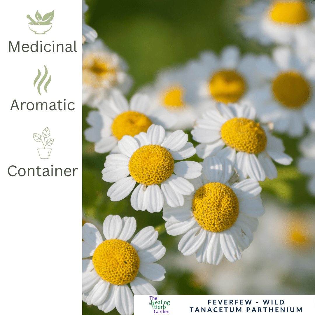 Feverfew – For Headache Relief & Healing Herbal Gardens - The Healing Herb Garden