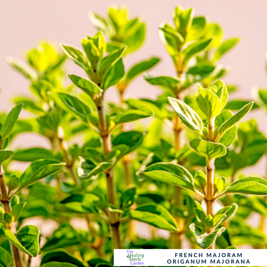 French Marjoram – Classic Herb for Mediterranean Seasoning - The Healing Herb Garden