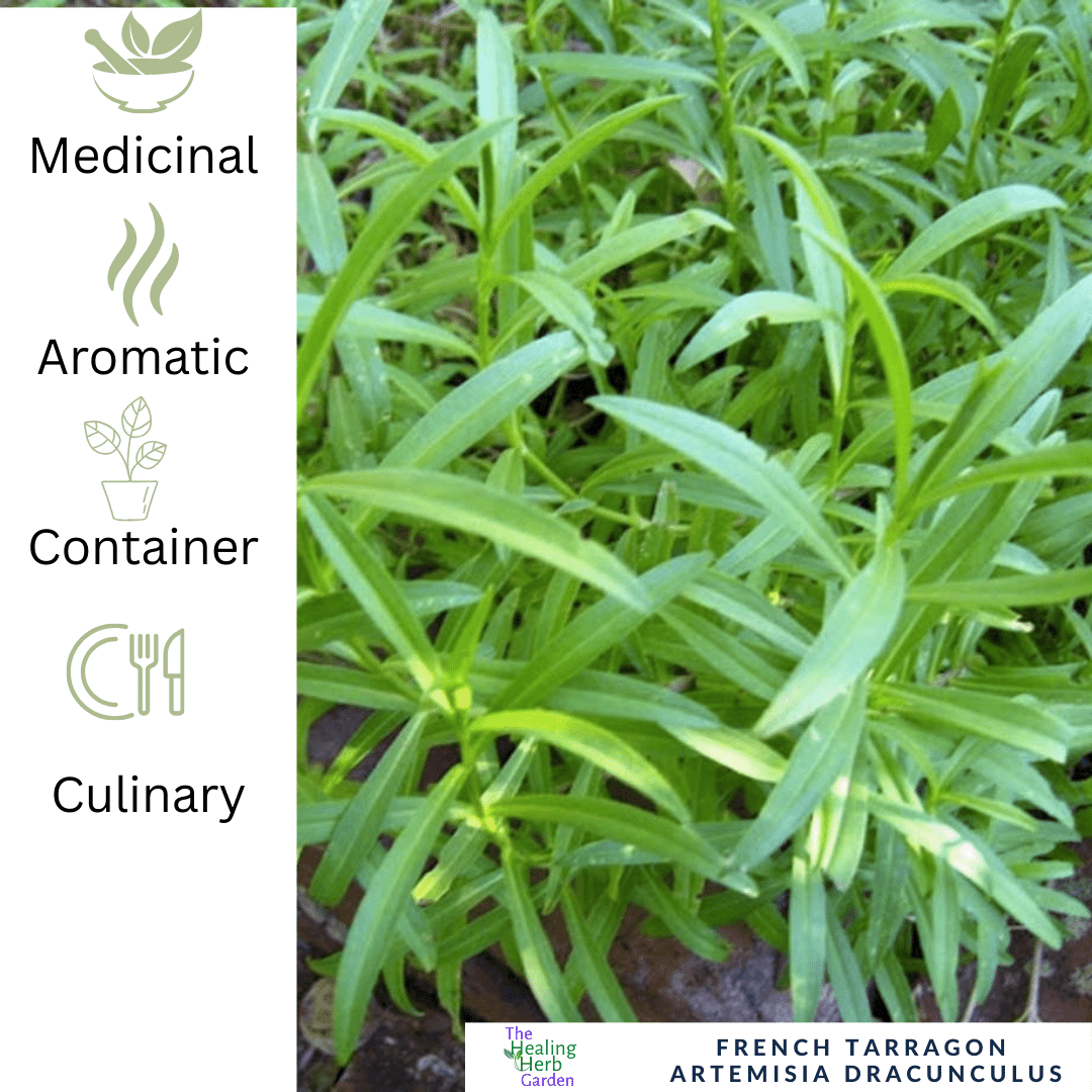 French Tarragon – For Culinary Finesse - The Healing Herb Garden