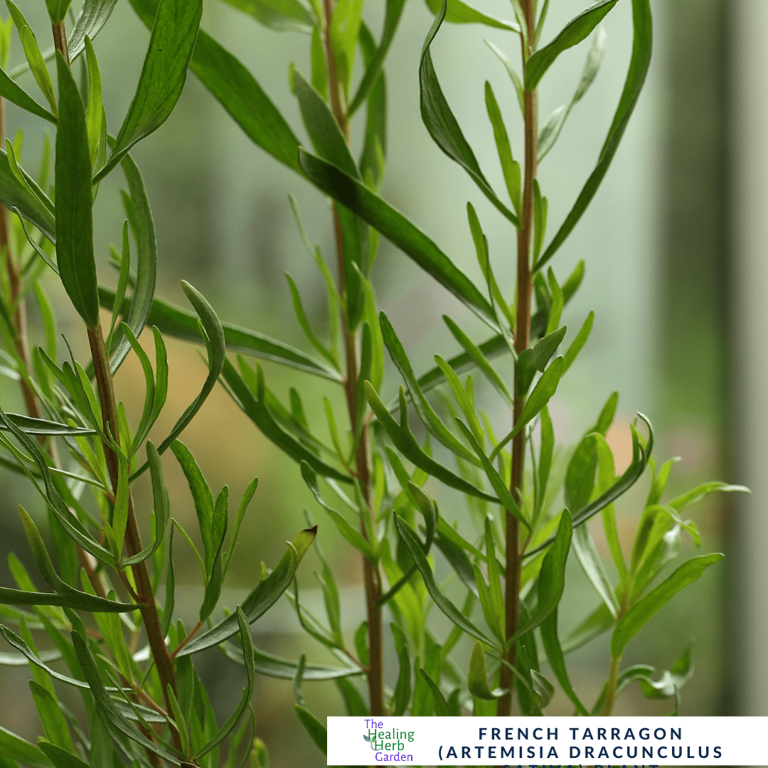 French Tarragon – For Culinary Finesse - The Healing Herb Garden