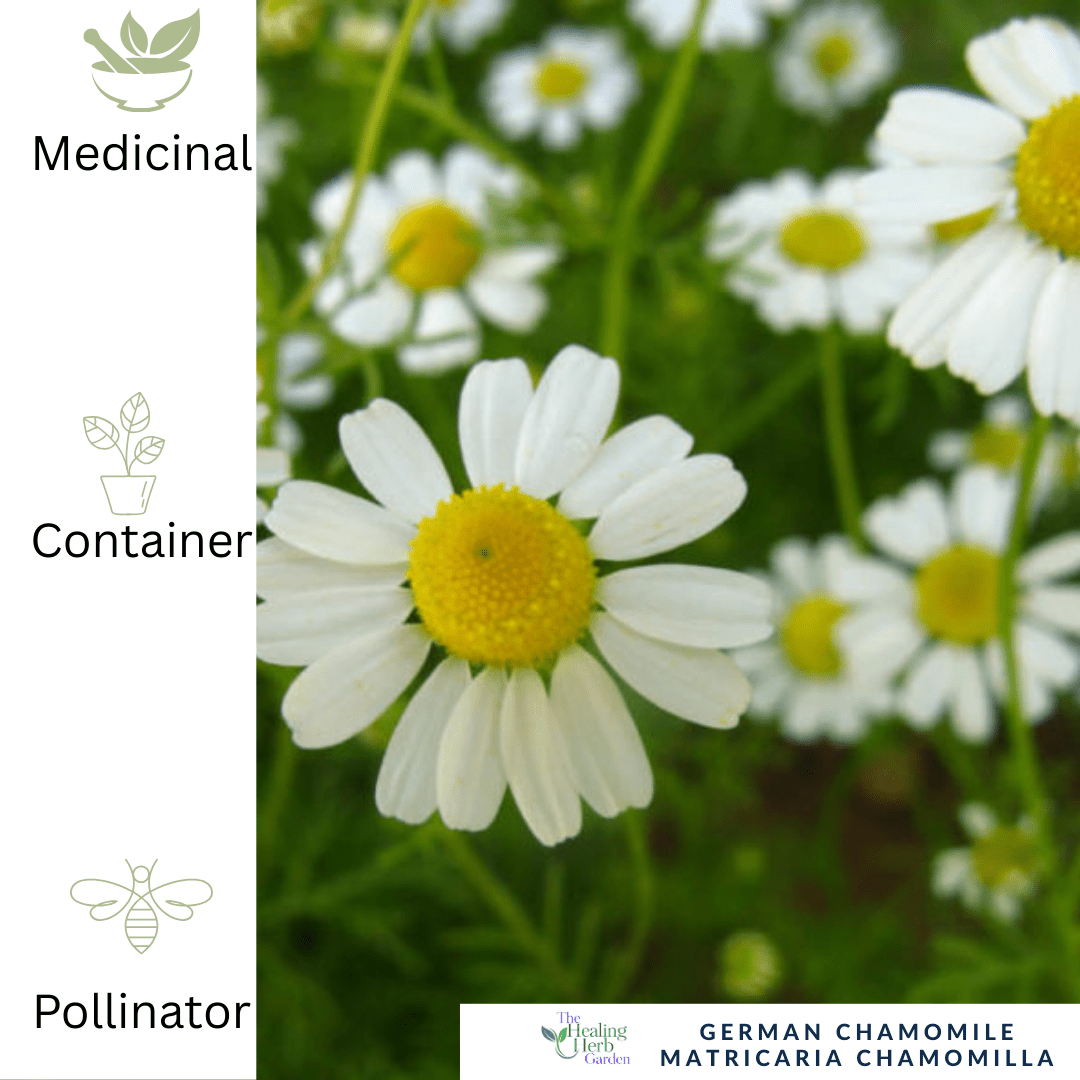 German Chamomile – For Relaxation & Healing Herbal Teas - The Healing Herb Garden