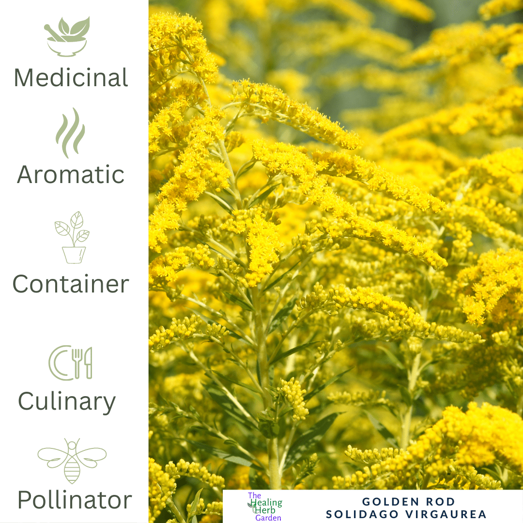 Goldenrod – For Kidney Support & Pollinator - Friendly Colour - The Healing Herb Garden