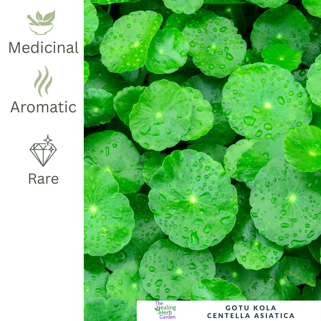 Gotu kola - For Cognitive Support & Skin - Healing Herbal Remedies - The Healing Herb Garden